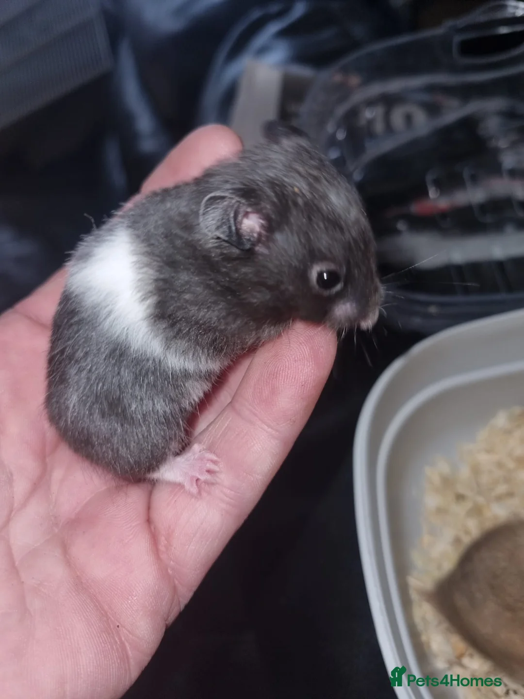 Hamster rodents for sale: Baby Syrian hamsters  - Advert 2