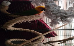 Conures birds for sale: Jenday conure  - Image 2