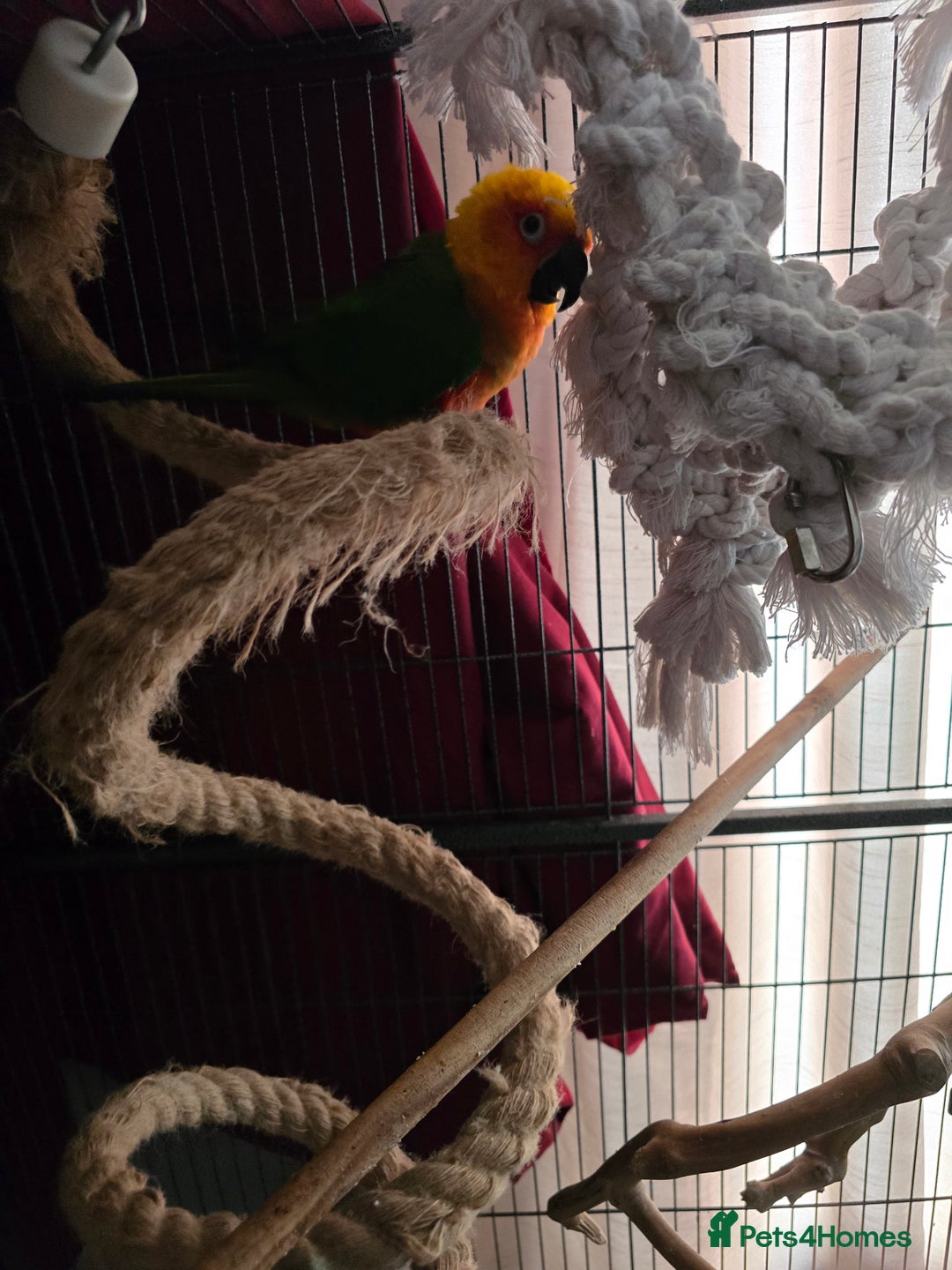 Conures birds for sale: Jenday conure  - Image 2