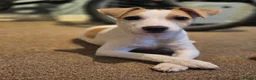 Jack Russell dogs for sale: Milo looking for a new home  in Walsall - Advert 4