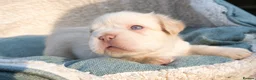 French Bulldog dogs for sale: RARE FLUFFY FRENCH BULLDOGS | 5KC REG | DNA CERT - Advert 18