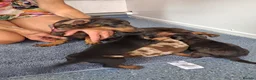 Miniature Dachshund dogs for sale: Miniature dachound - Advert 2