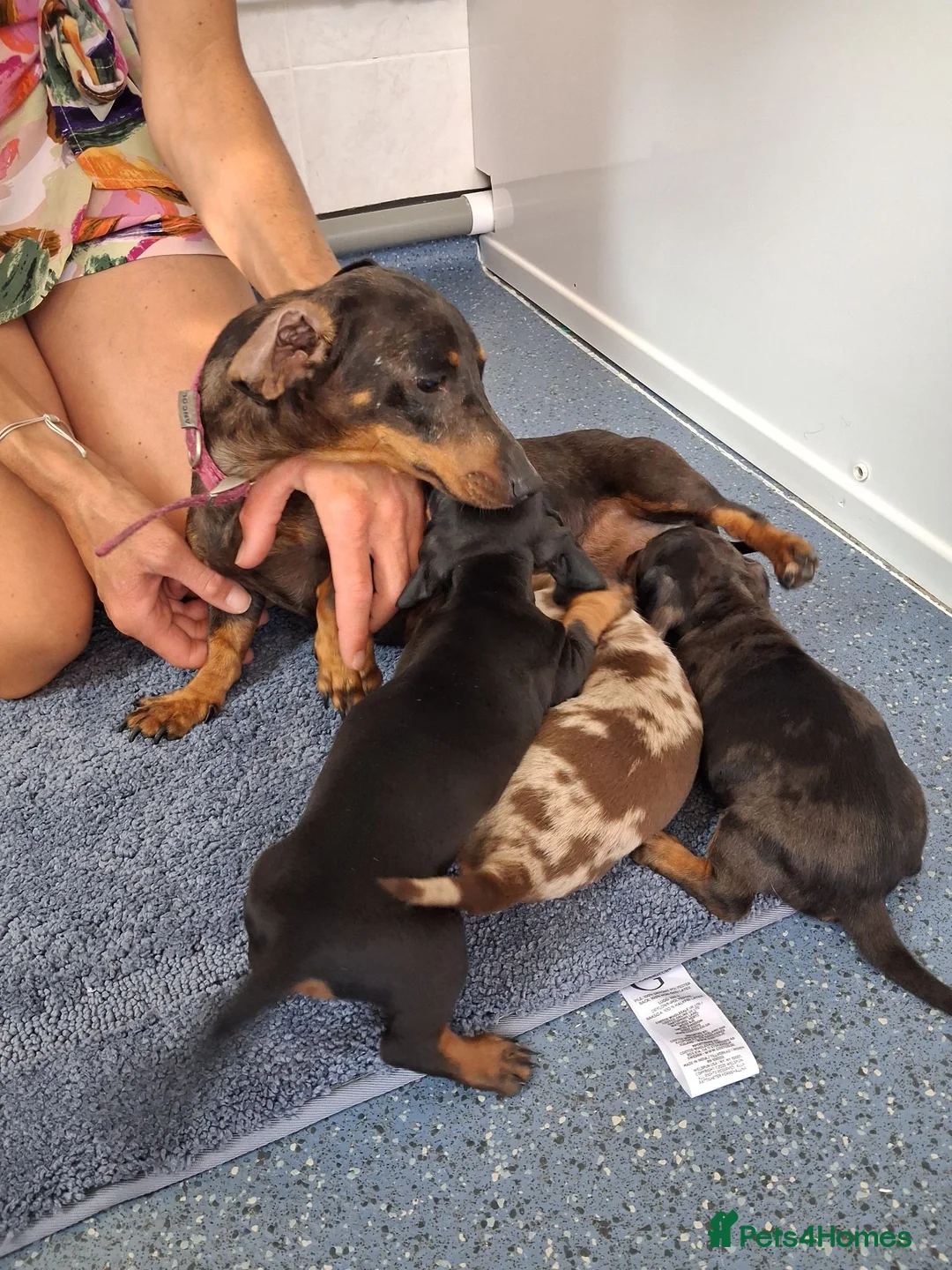 Miniature Dachshund dogs for sale: Miniature dachound - Advert 2