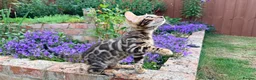 Bengal cats for sale: Bengal Kitten for Sale GCCF registered - Advert 4