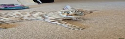 Bengal cats for sale: Seal Mink Rosetted Male Bengal - stud - Advert 9