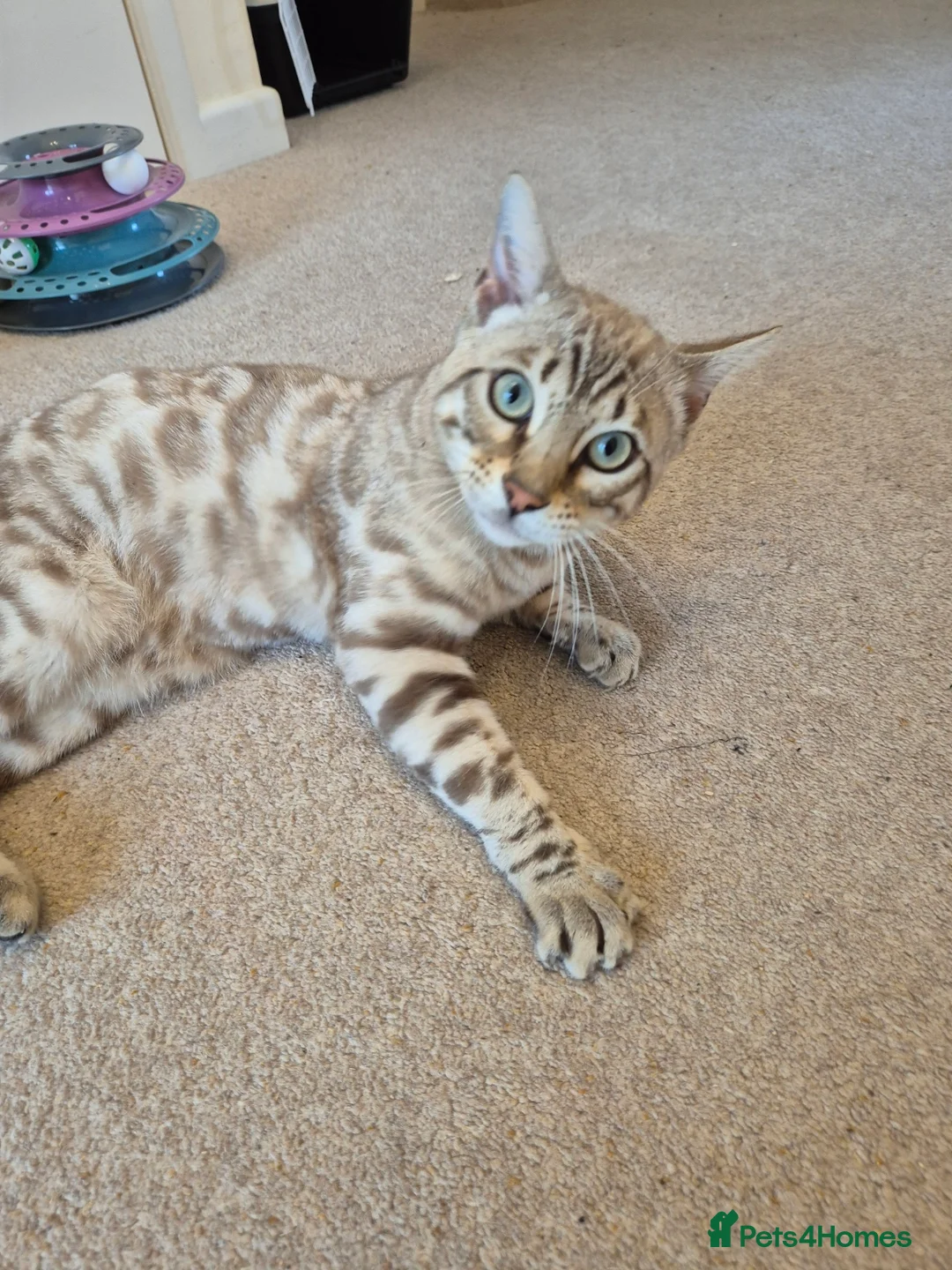 Bengal cats for sale: Seal Mink Rosetted Male Bengal - stud - Advert 9
