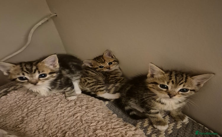 Mixed Breed cats - Advert 6
