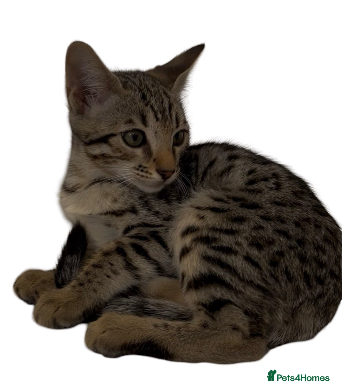 Bengal cats Stunning Snow Sepia Bengal x Savannah Kitten  - Advert 2
