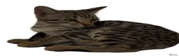 Bengal cats for sale: Stunning Snow Sepia Bengal x Savannah Kitten  - Advert 2