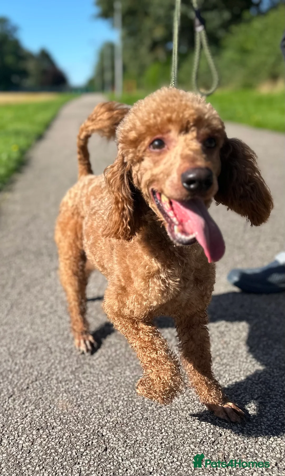 Miniature Poodle dogs for stud: RED MINIATURE POODLE STUD in Mansfield - Advert 3