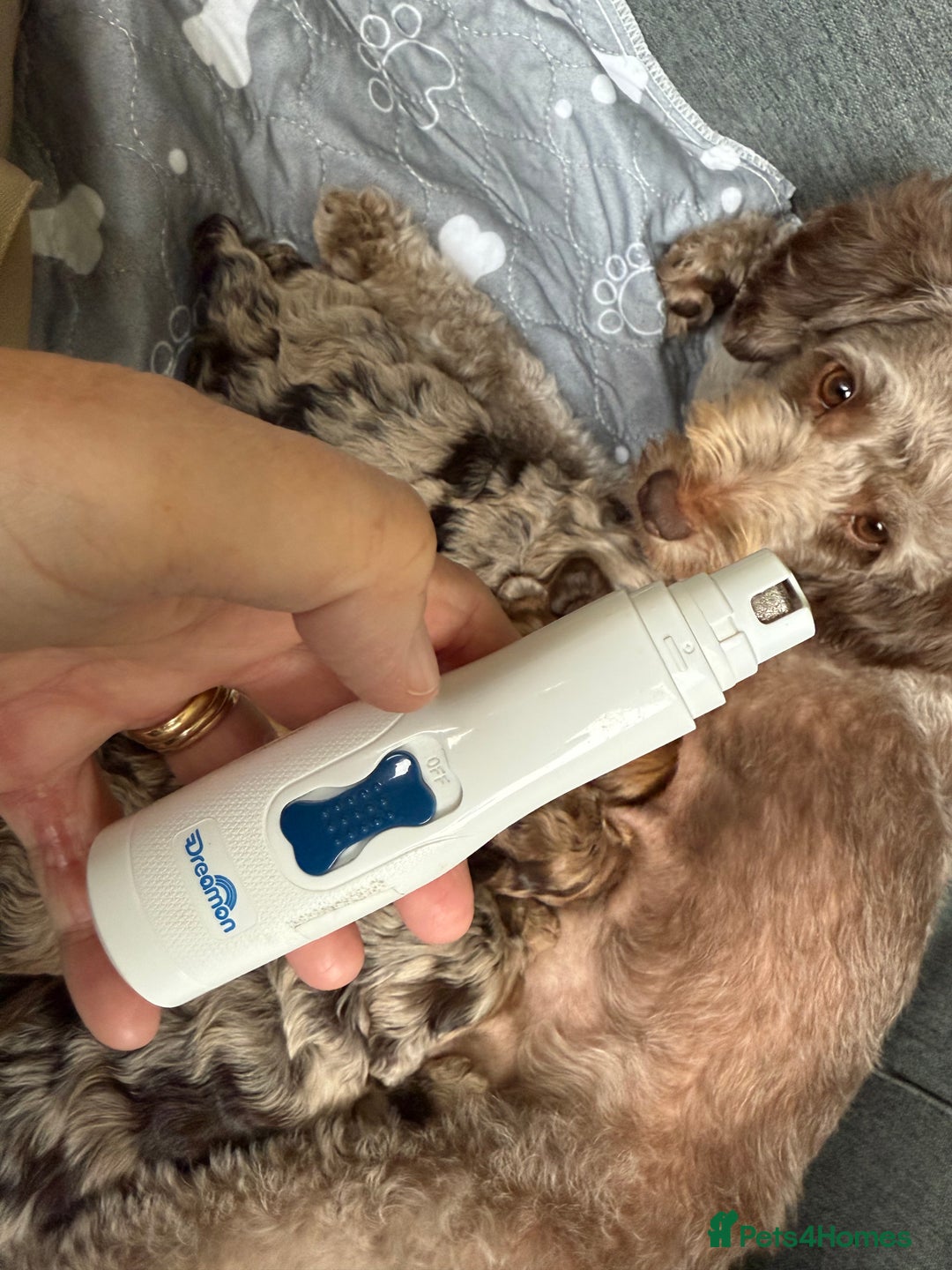 Cockapoo dogs for sale: F2bb Cockapoo Chocolate Merle Puppies - Image 27
