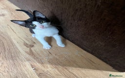 Mixed Breed cats for sale: 4 kittens for sale  - Image 3