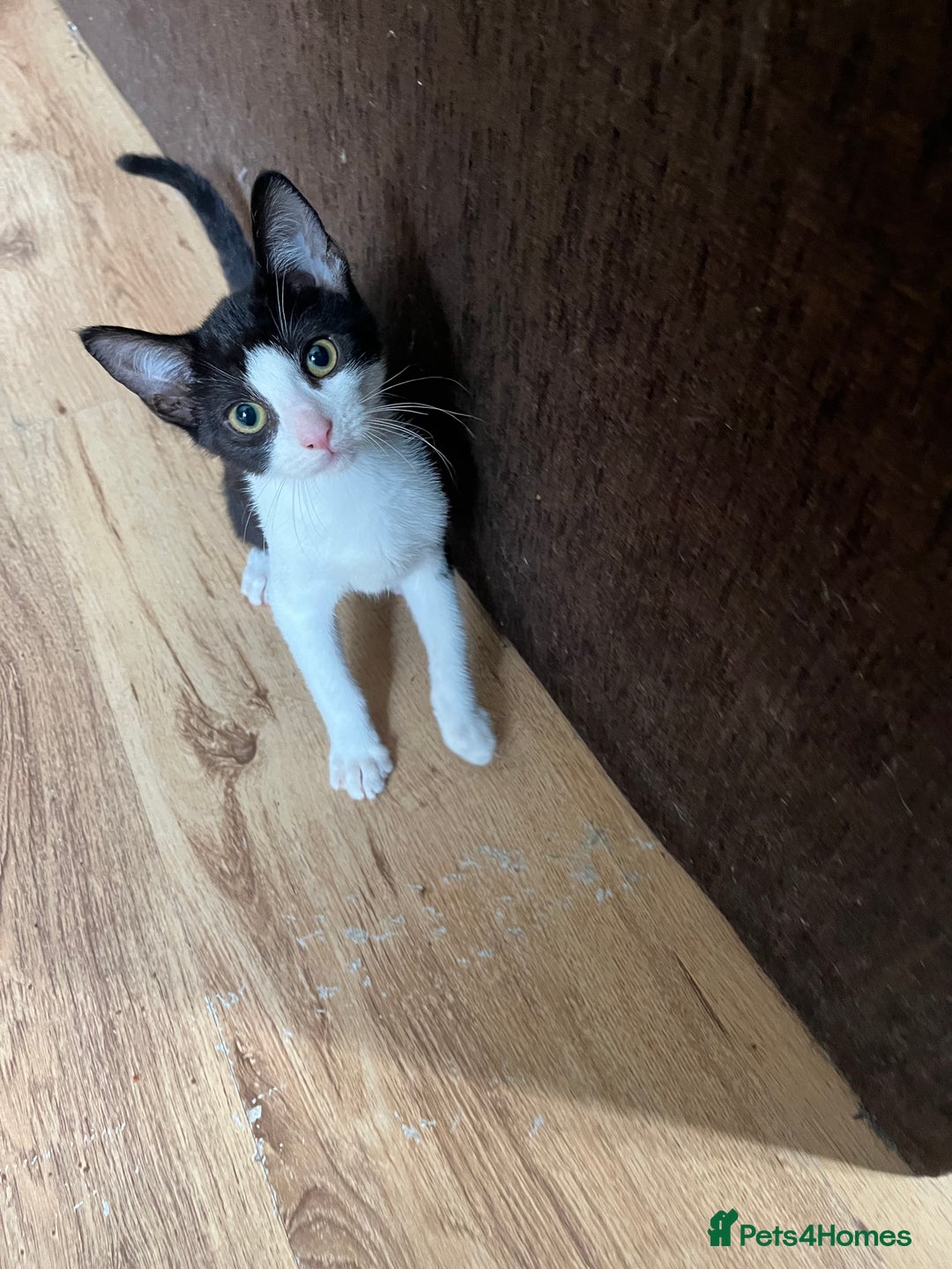 Mixed Breed cats for sale: 4 kittens for sale  - Image 3