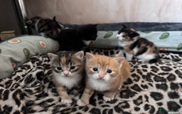 Bengal cats for sale: Beautifull kittens for sale - Image 25