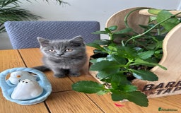 British Shorthair cats for sale: beautiful BSH girl (one girl left)  - Image 18