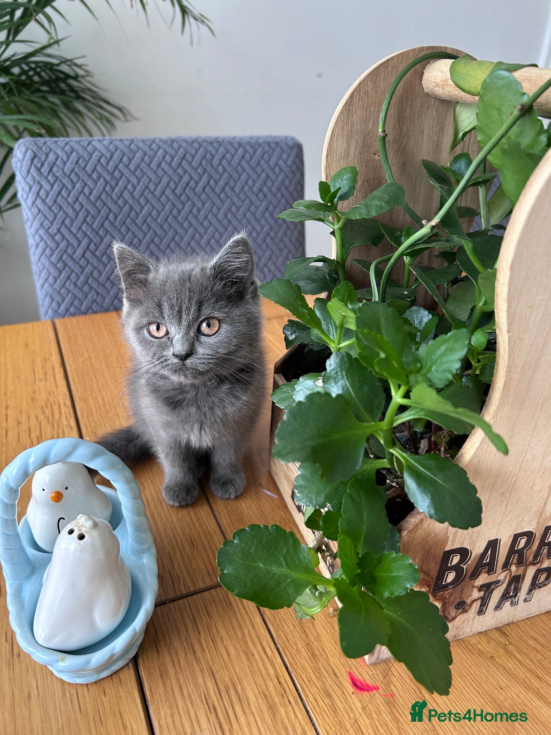 British Shorthair cats for sale: beautiful BSH girl (one girl left)  - Image 18