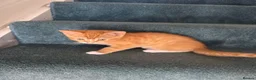 Mixed Breed cats for sale: 3 kittens for sale - Advert 7