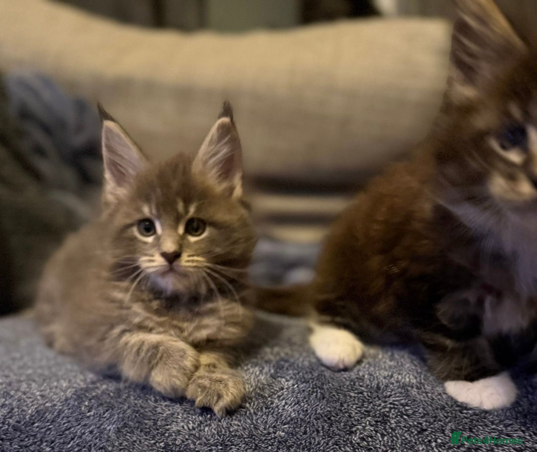 Maine Coon cats for sale: Full Maine coon kittens available  - Advert 9