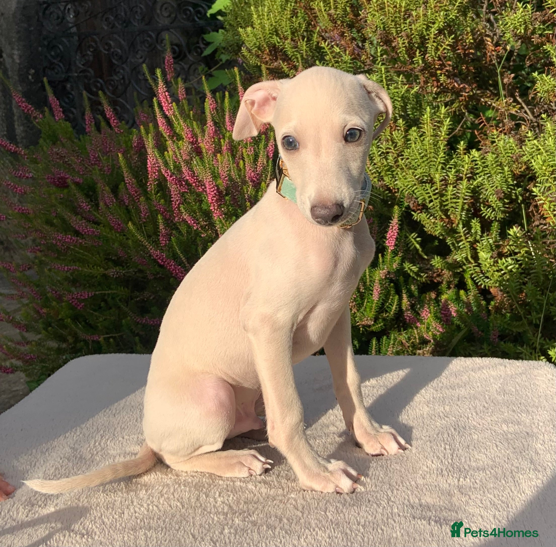 Italian Greyhound dogs KC Italian greyhound puppies East. Europ lineage - Advert 5