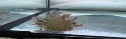 Axolotl reptiles for sale: Rescue Axolotls Looking For New Home  - Advert 3