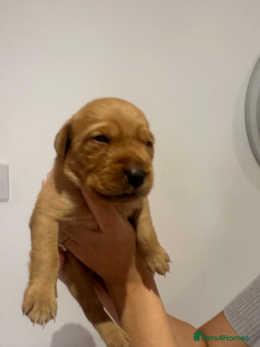 Labrador Retriever dogs for sale: Working Class Fox Red Labs  - Image 19