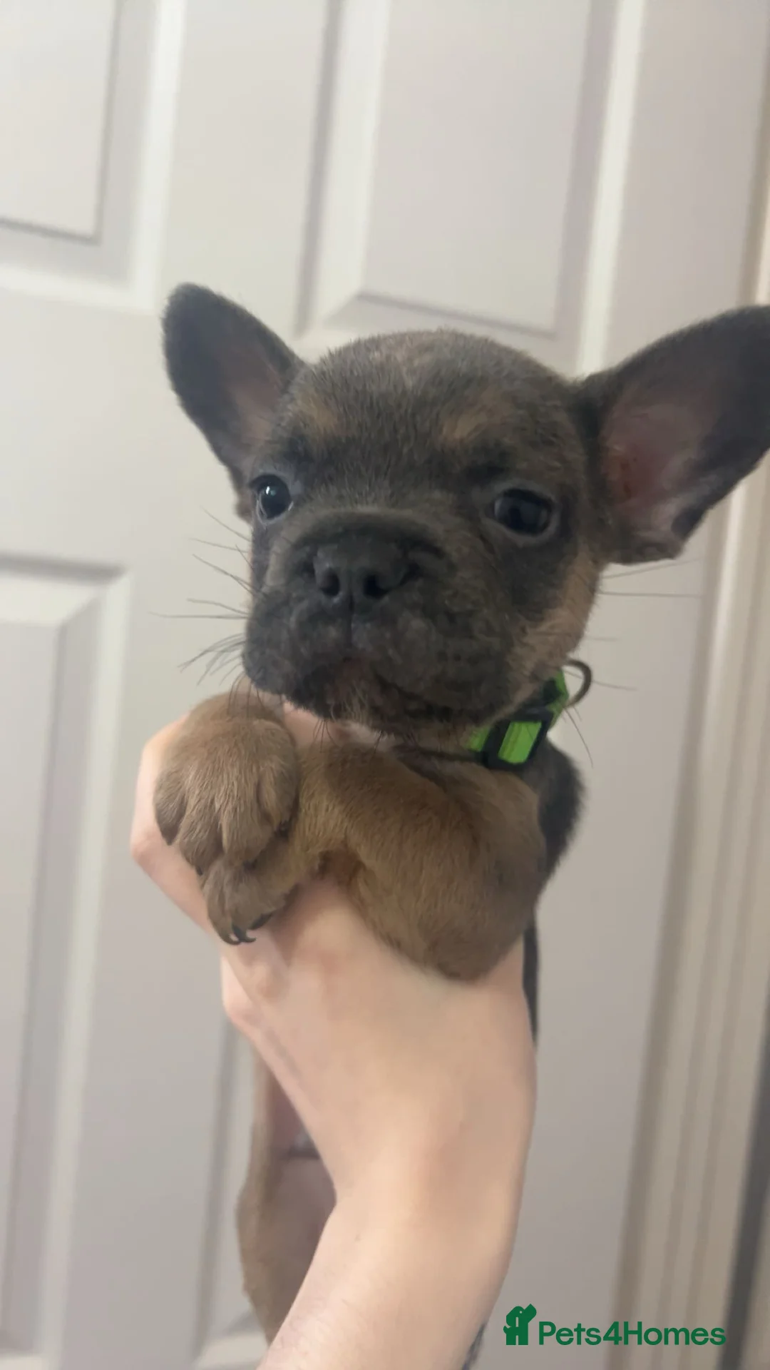 French Bulldog dogs for sale: FLUFFY PINK ISABELLA BLUE TAN KC REGISTERED  - Advert 4