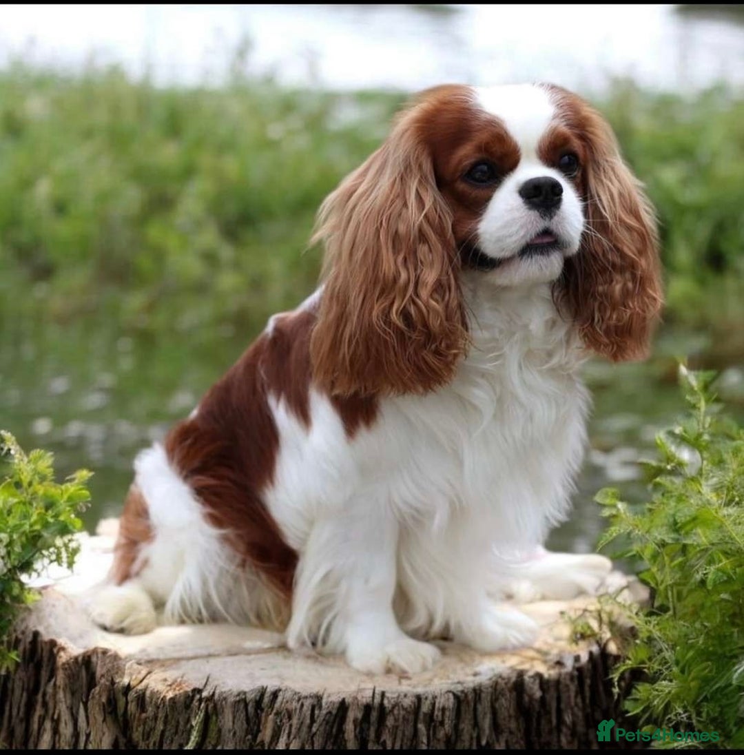 Cavapoo dogs for sale: ✨Quality Cavapoo Puppies✨ - Image 5