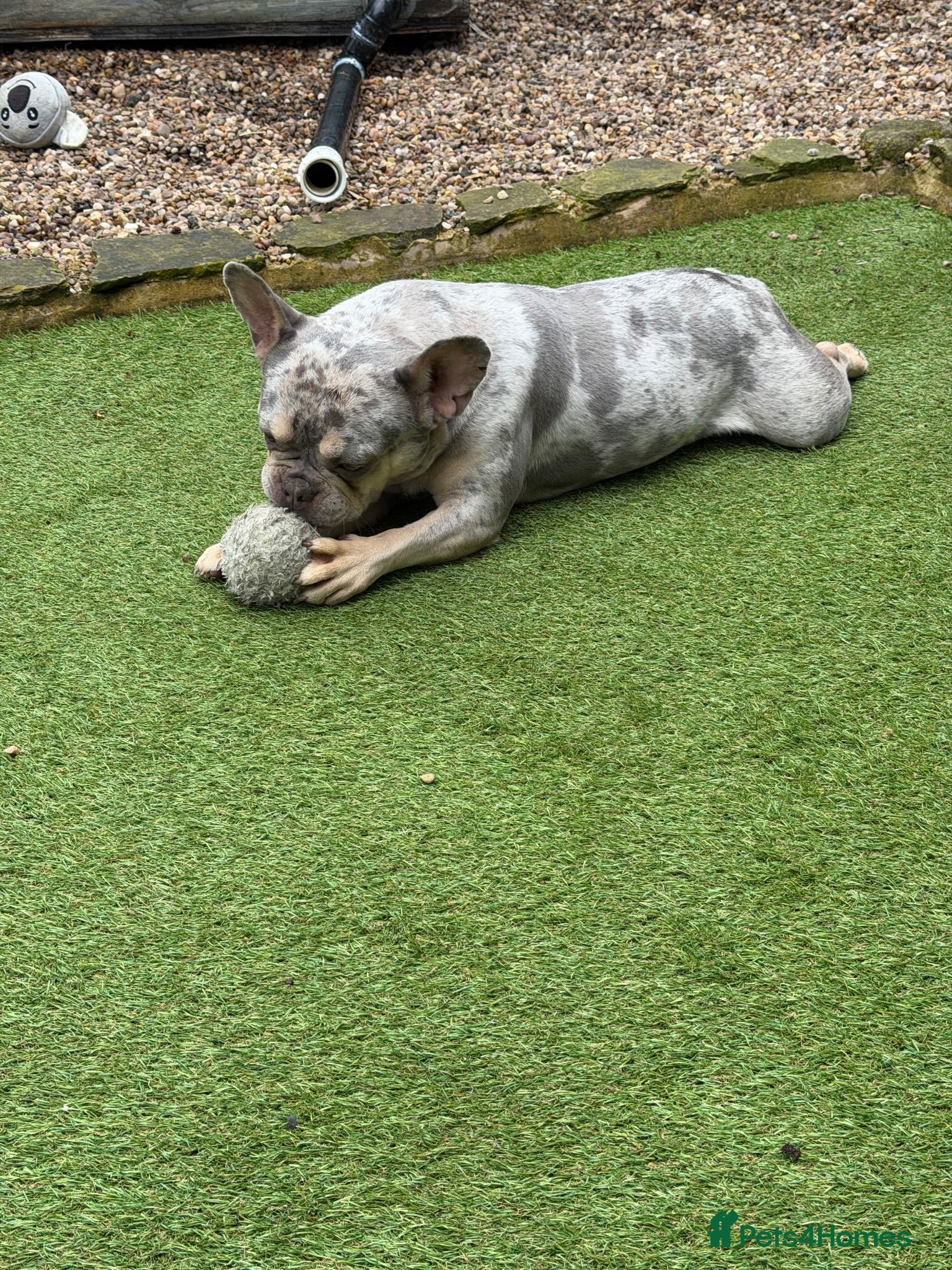 French Bulldog dogs Fendi  - Advert 5