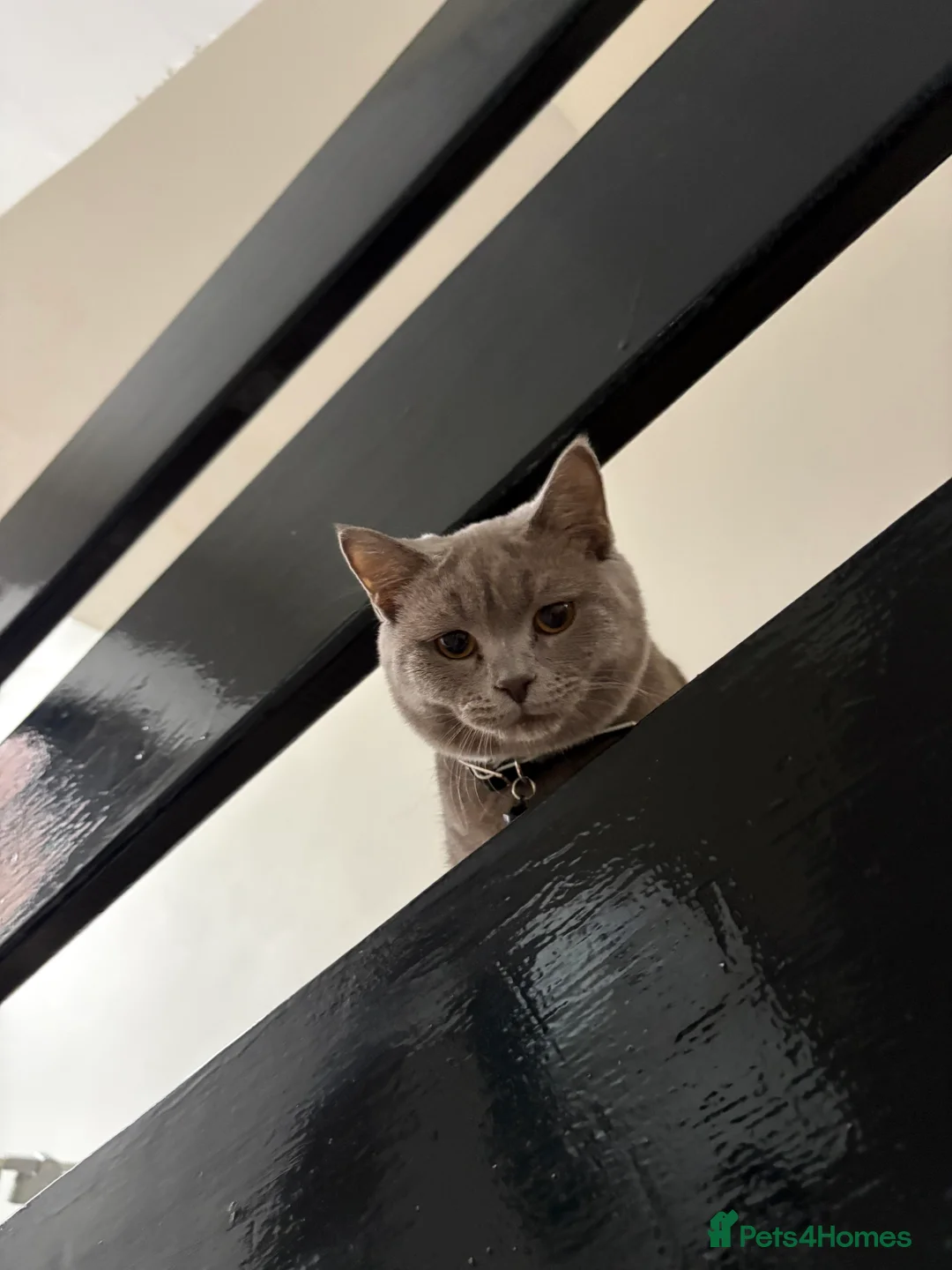 British Shorthair cats for sale: 9 month old lilac male  - Advert 8