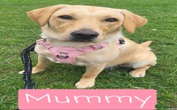 Labrador Retriever dogs for sale: Labrador Puppies for sale pedigree  - Image 20