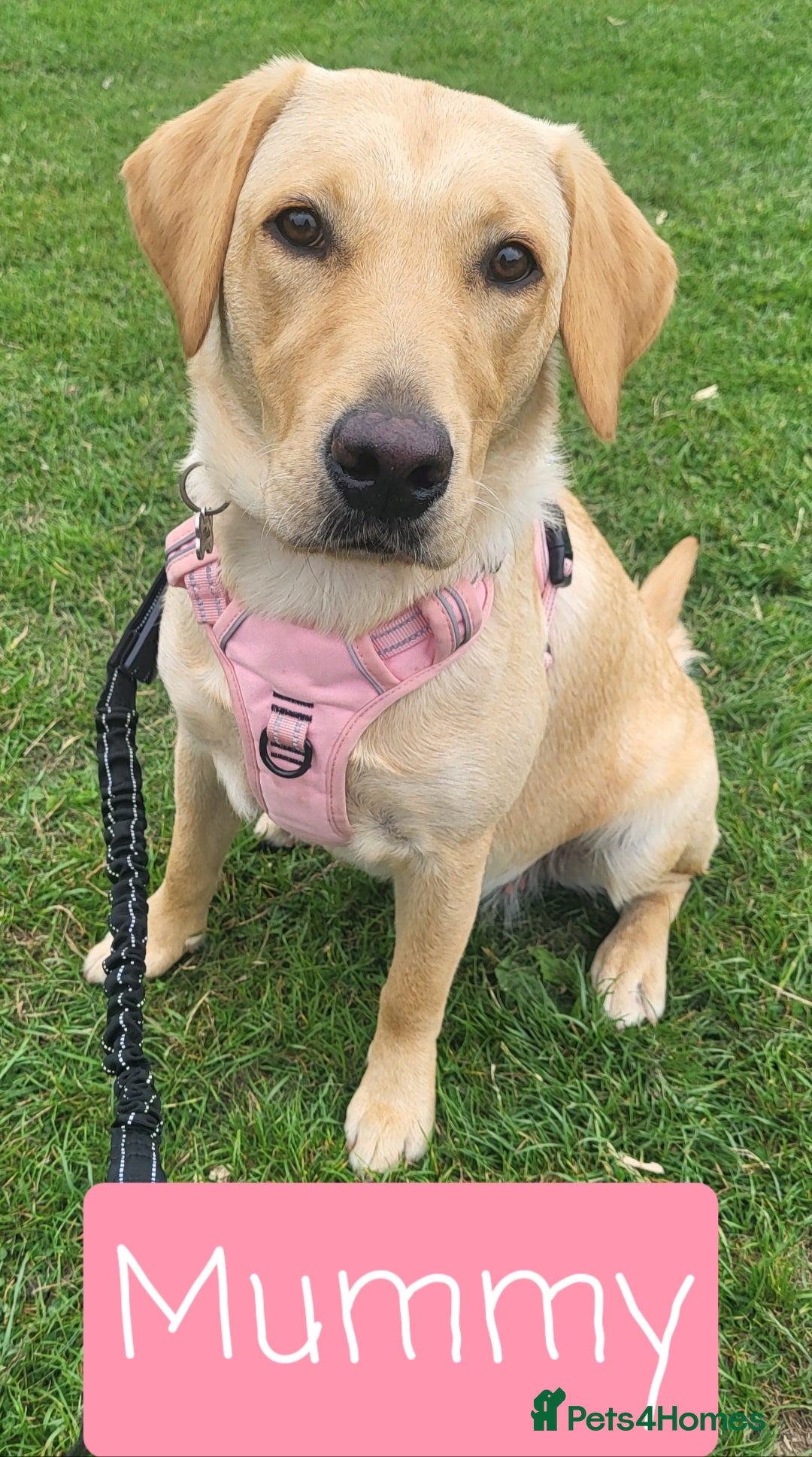 Labrador Retriever dogs for sale: Labrador Puppies for sale pedigree  - Image 20