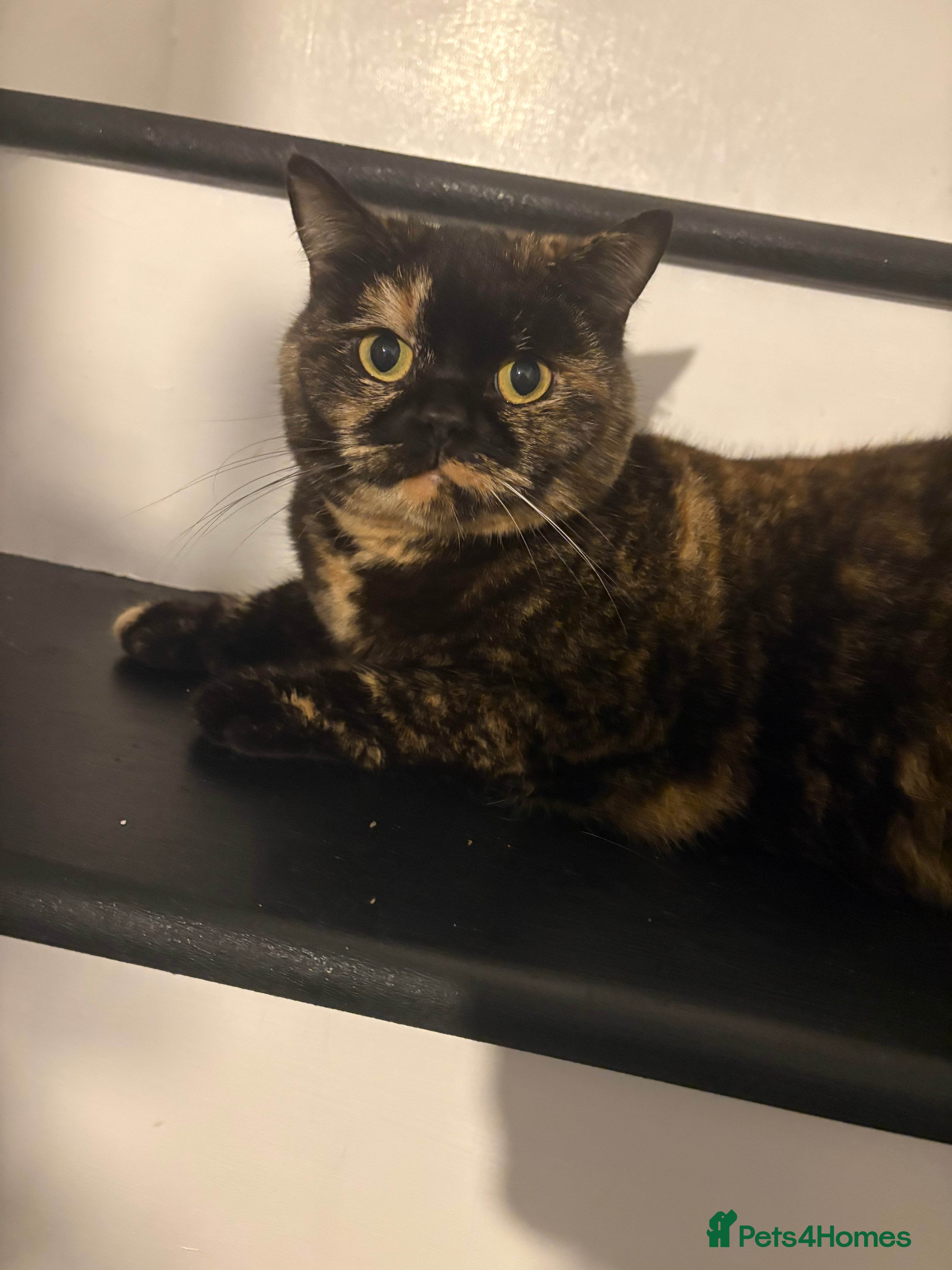 British Shorthair cats Tortoise shell colour British shorthair cat  - Advert 2