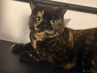 British Shorthair cats Tortoise shell colour British shorthair cat - Advert 1