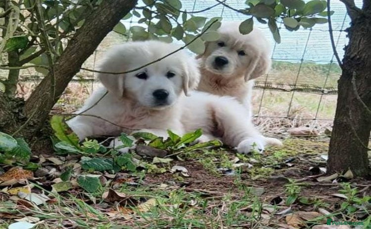 Golden Retriever dogs - Advert 3