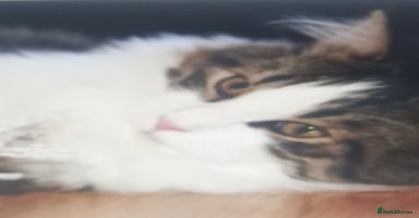 Mixed Breed cats - Advert 10