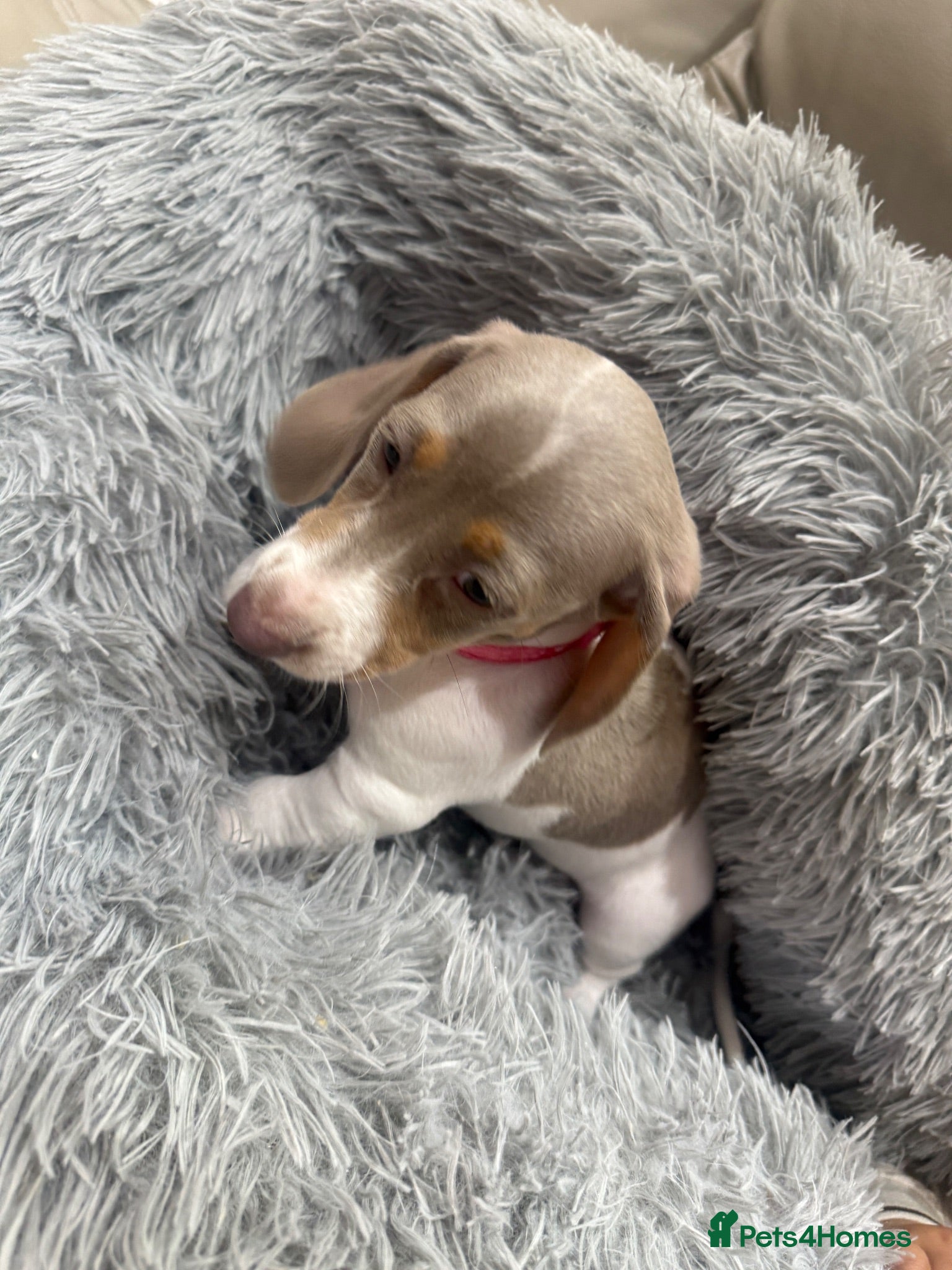 Dachshund dogs Beautiful Dachshund Puppies READY NOW  - Advert 11