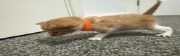 Domestic Shorthair cats for sale: 4 stunning ginger and white kittens  - Advert 2