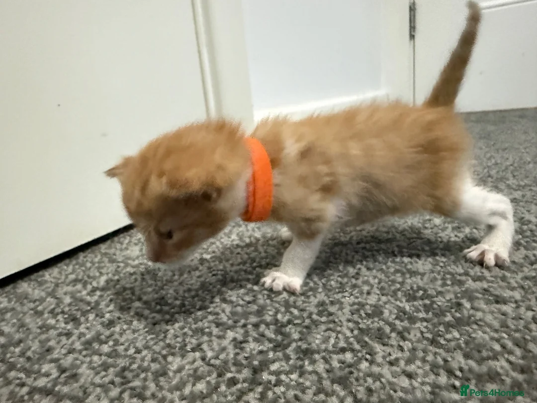 Domestic Shorthair cats for sale: 4 stunning ginger and white kittens  - Advert 2