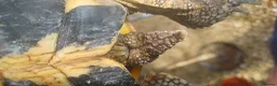 Hermann Tortoise reptiles for sale: Two testudo hermanni hermanni dwarf tortoises fm - Advert 11