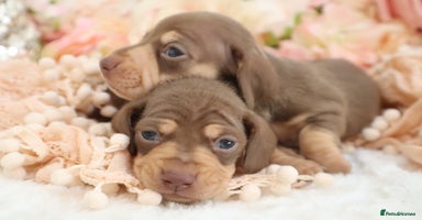 Miniature Dachshund dogs - Advert 3