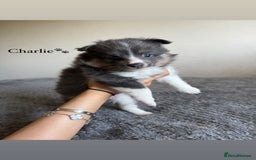 Pomeranian dogs for sale: Fox Face Pomeranians - Ready 1st August - Image 3