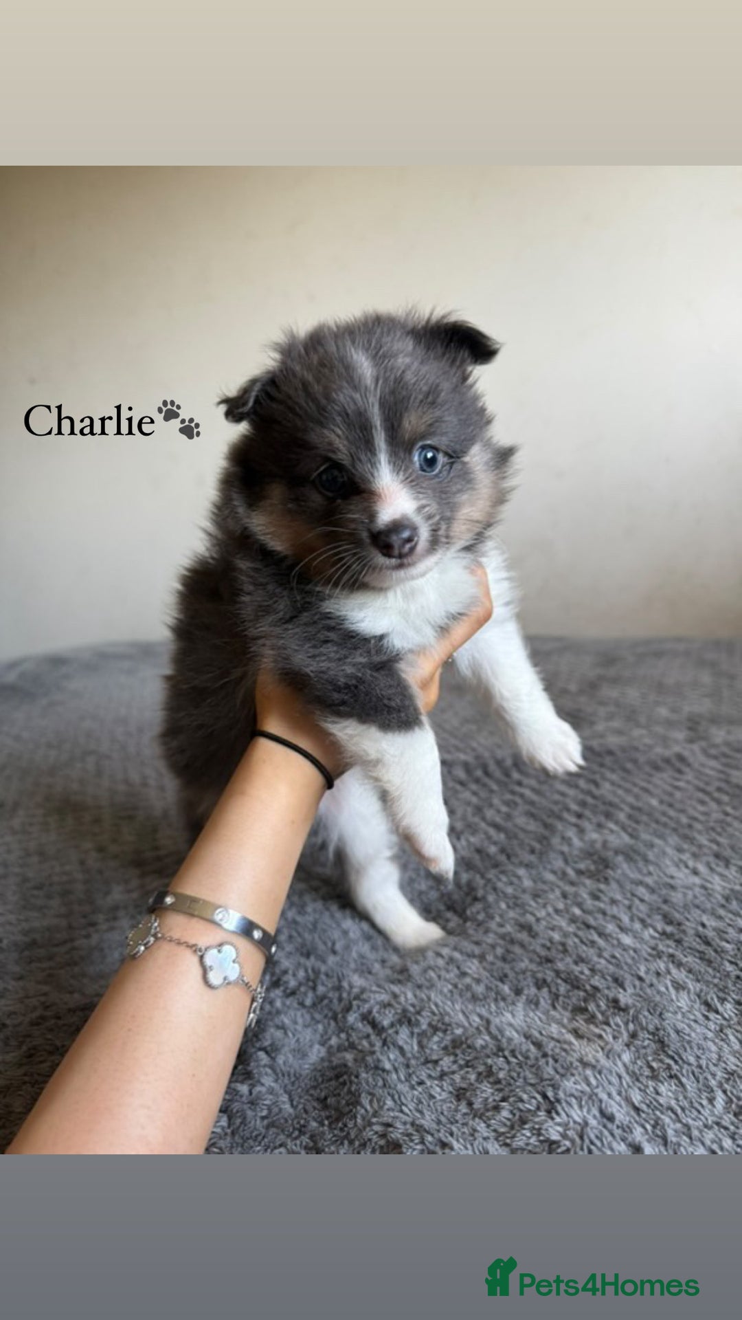 Pomeranian dogs for sale: Fox Face Pomeranians - Ready 1st August - Image 3