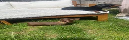Miniature Dachshund dogs for sale: miniature dachshund  14 weeks old  - Advert 5