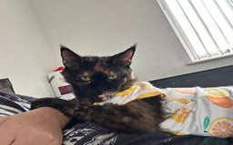 Maine Coon cats for sale: Absolutely amazing ex queen 👸🏻  - Image 2