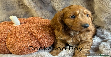 Cockapoo dogs - Advert 3
