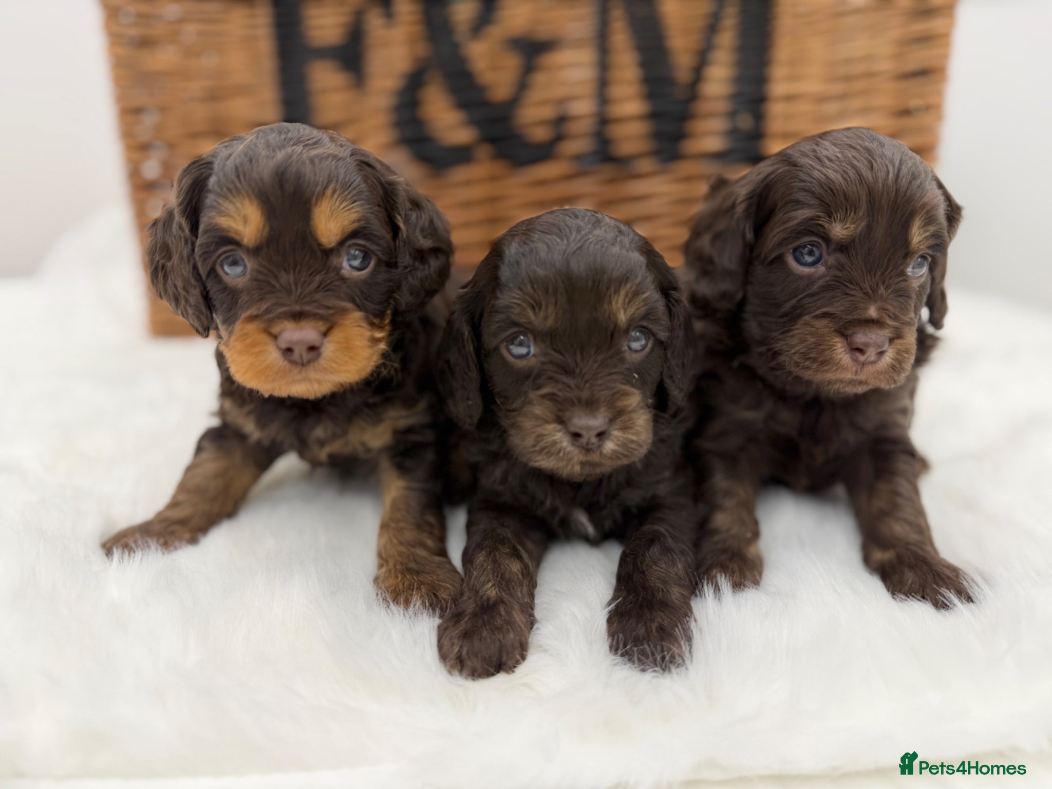 Cavapoo dogs F1 E ** tensively tested miniature cavapoos  - Advert 4