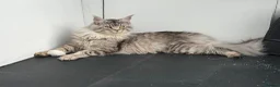 Maine Coon cats for sale: *Tica registered male maincoon kittens(pet only)  - Advert 2