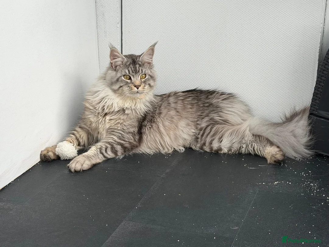 Maine Coon cats for sale: *Tica registered male maincoon kittens(pet only)  - Advert 2