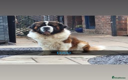 Saint Bernard dogs for sale: Stunning kc Saint Bernard puppies  - Image 30