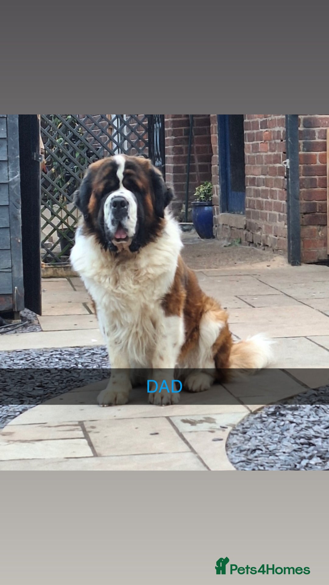 Saint Bernard dogs for sale: Stunning kc Saint Bernard puppies  - Image 30